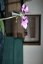 2007-07-31-066-Liebscher-Ferienwohnung-Stube